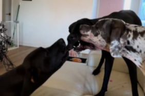 Dogs’ idea of sharing is very different