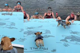 French Bulldog with his hype squad.
