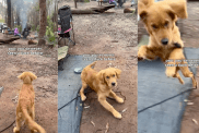 Video: Golden Retriever Puppy Can Barely Contain His Excitement After Seeing a Duck for the First Time