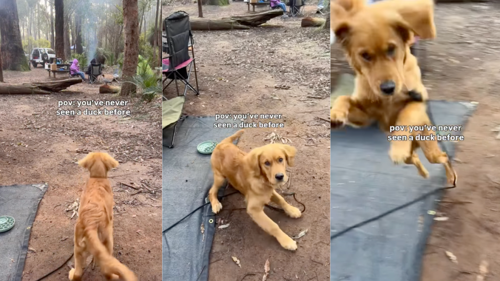 Video: Golden Retriever Puppy Can Barely Contain His Excitement After Seeing a Duck for the First Time