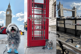 Maltipoo in London.