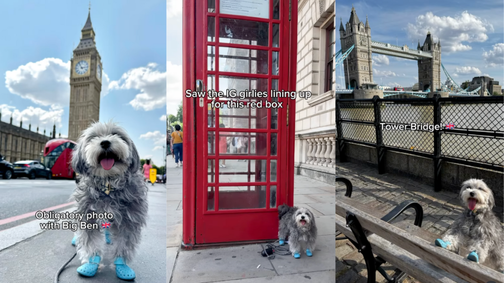 Maltipoo in London.