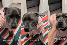 Staffy getting her paws cleaned after a walk.