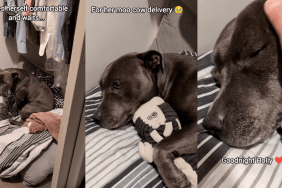 Holly the Staffy's nighttime routine.