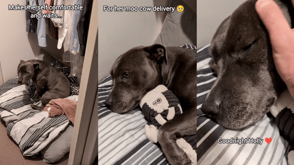 Holly the Staffy's nighttime routine.