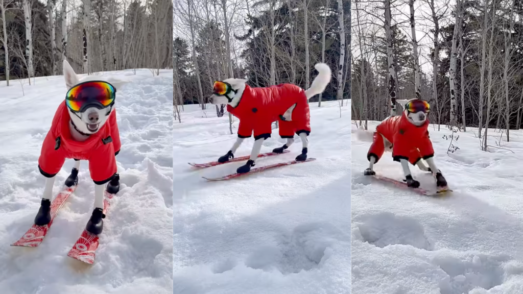 Husky skiing.