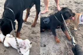 Rottweiler makes friends with tiny dogs at the beach in adorable video.