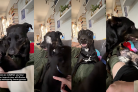 Resident dog playing with foster pup.
