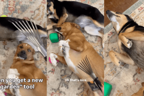 Dogs getting scratches with a hand rake.