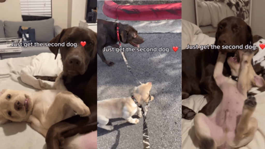 Labrador siblings video