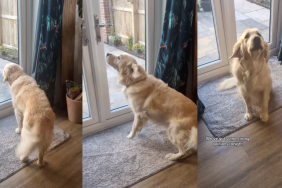 Lucie the Golden Retriever awooing.