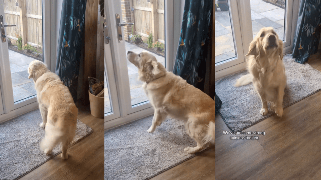 Lucie the Golden Retriever awooing.