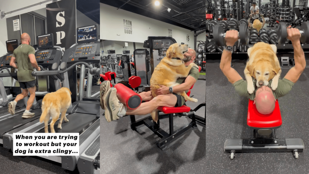 Therapy dog at the gym.