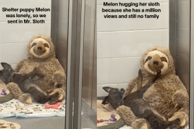 Rescue pup cuddling a sloth toy.