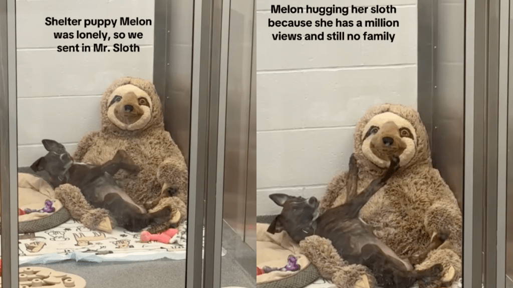 Rescue pup cuddling a sloth toy.