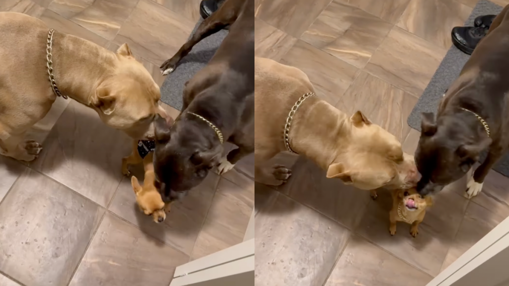 Big dogs kissing tiny dog