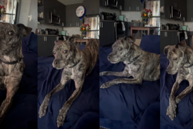 Mimosa "talking" to his owner.