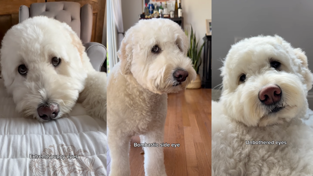 Goldendoodle making eyes.
