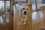 Video: Golden Retriever Is Given a Carrot Instead of a Meal & This Is How She Reacts
