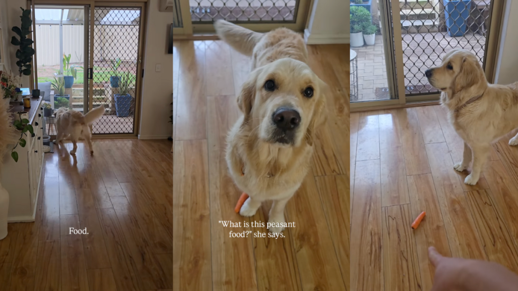 Video: Golden Retriever Is Given a Carrot Instead of a Meal & This Is How She Reacts