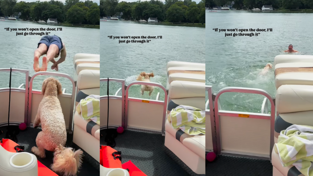 Dog jumping into the water after her human.