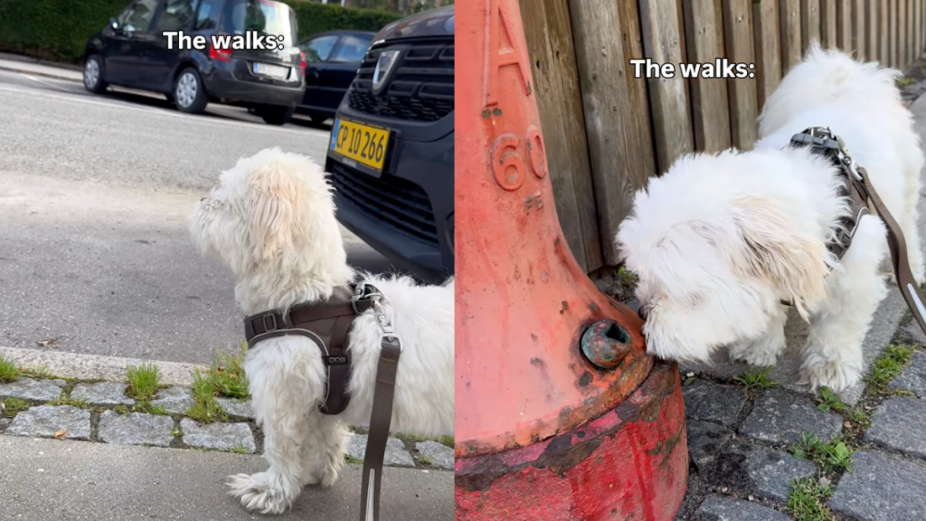 Video shows how Shih Tzu's walk with owner includes exploring surroundings.
