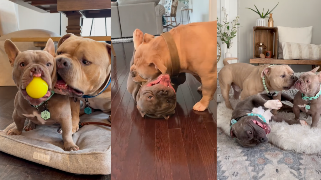 American Bully giving kisses to siblings.