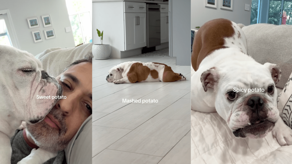 Many potato faces of a Bulldog