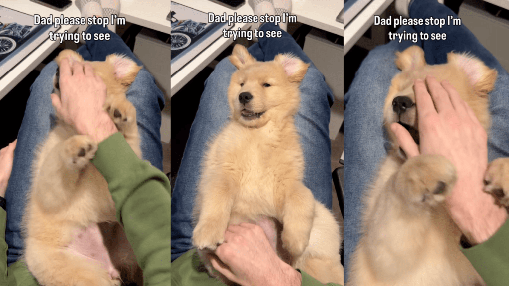 Golden Retriever puppy uses both her paws to move dad's hands.