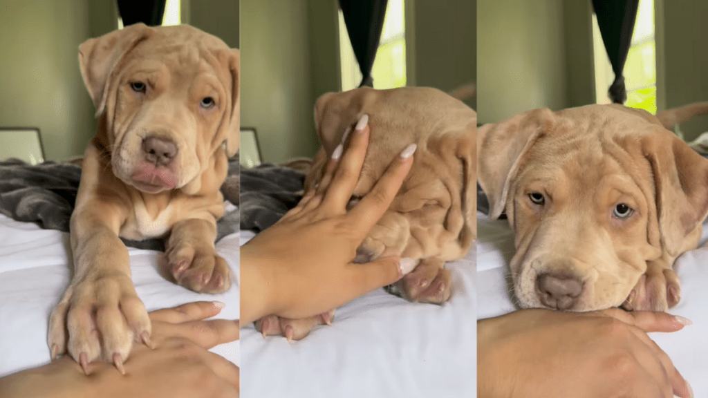 Puppy playing tag with owner enthusiastically.
