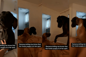 Video: Big Dog Complains About Foster Puppy Taking Her Spot in Bed