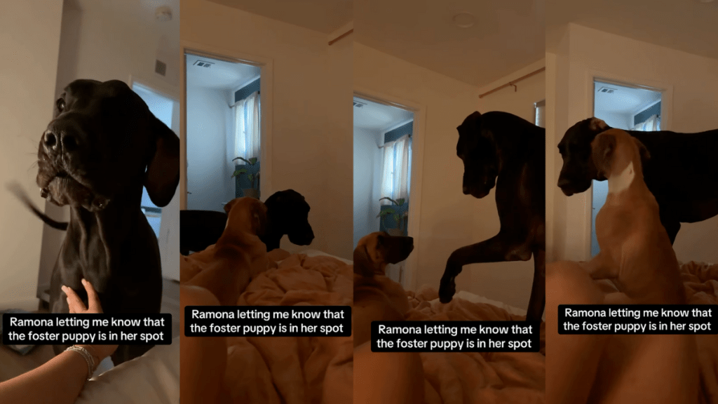 Video: Big Dog Complains About Foster Puppy Taking Her Spot in Bed