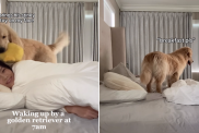 golden retriever video
