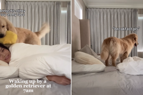 golden retriever video