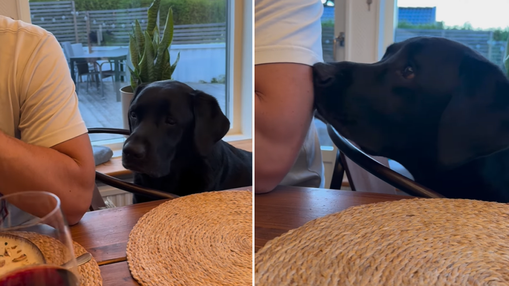 dog food video