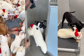 Donating toys at dog shelter.