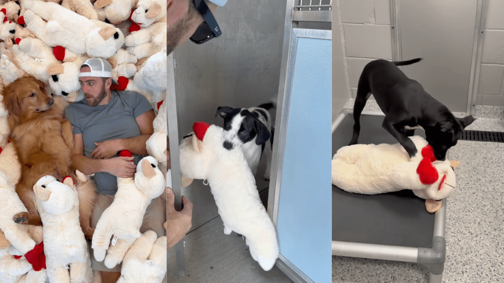 Donating toys at dog shelter.