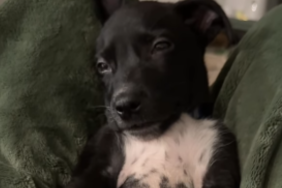 Rescue puppy video