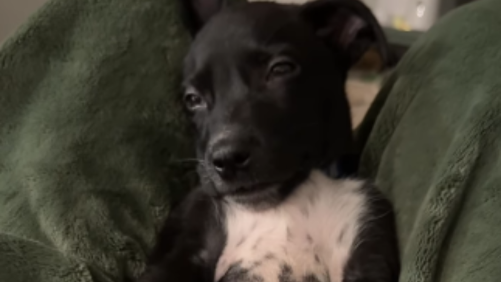 Rescue puppy video
