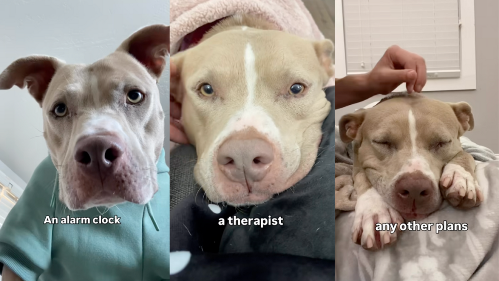 Pit Bull Smuckers