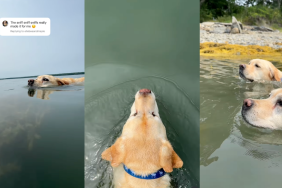 Labrador sisters swimming in lake.