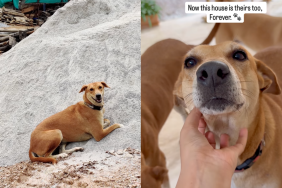 Homeowner makes sure stray dogs living around the house have access to it.
