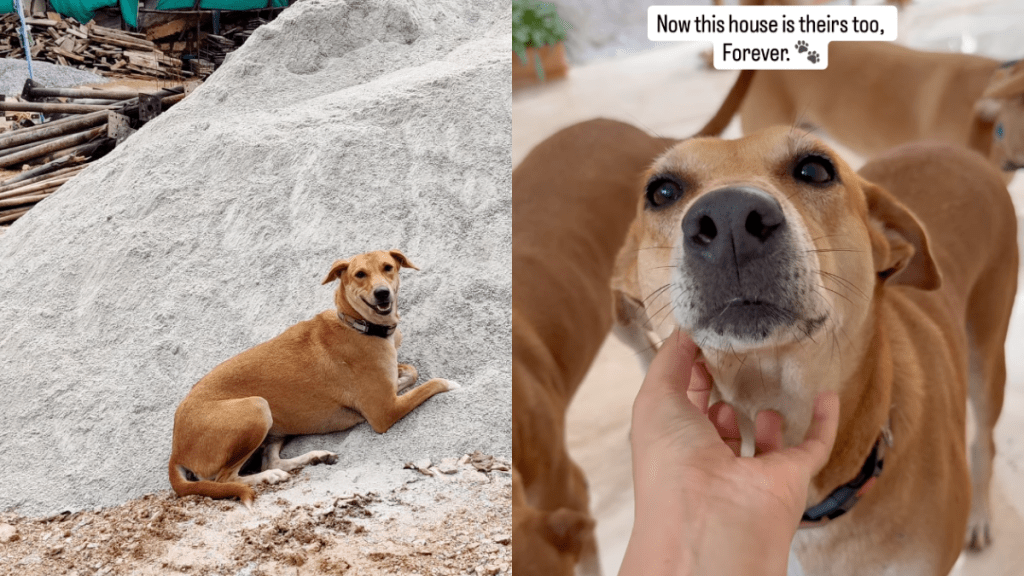 Homeowner makes sure stray dogs living around the house have access to it.
