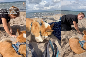 Dog and owner digging at beach.