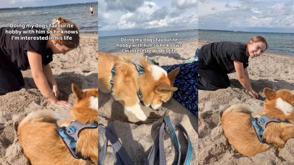 Dog and owner digging at beach.