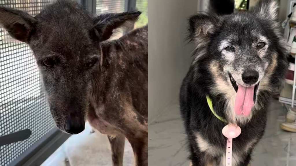 Rescue dog transformation video