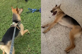 rescue puppy video