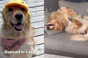 Golden Retriever movie video