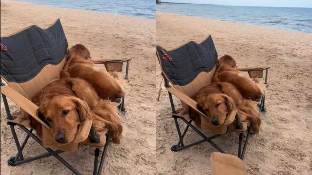 Golden Retrievers beach video