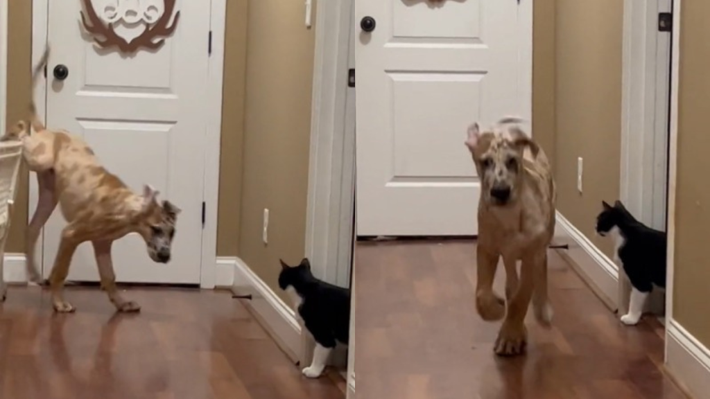 puppy escape cat video